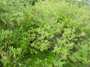Southern Highbush Blueberry foliage